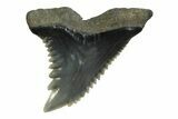 Snaggletooth Shark (Hemipristis) Tooth - South Carolina #354541-1